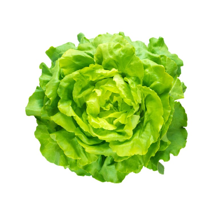 Lattuga Bio