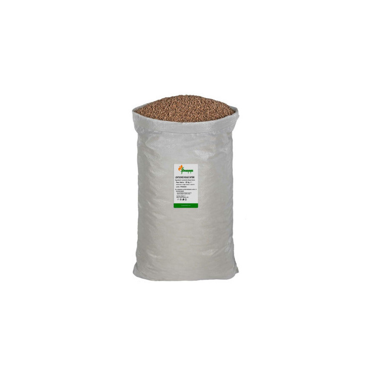 LENTICCHIE VERDI BIO KG 25