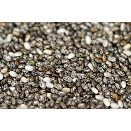 Semi Di Chia Bio KG 1